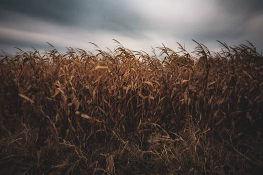 Fields of grain 