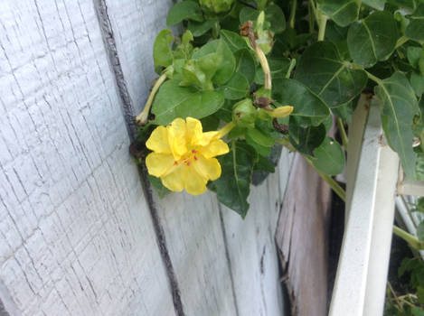 A Lush Gold Bloom