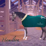 Equestrian the game horse edit! Alexander Hamilton