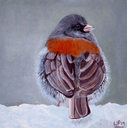 Junco