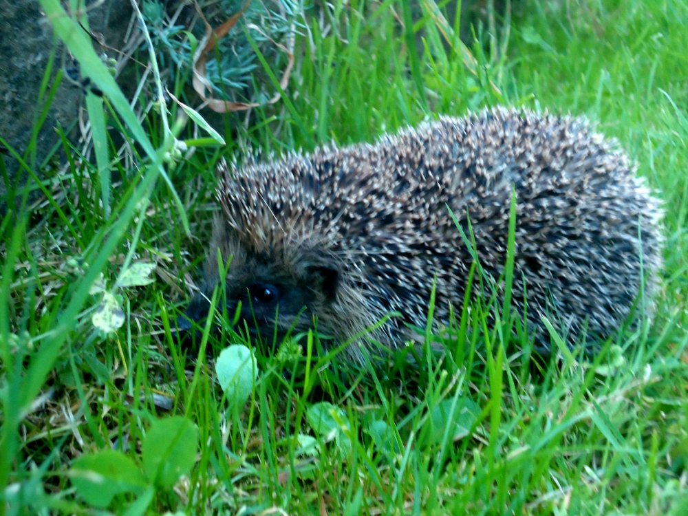Visiting hedgehog
