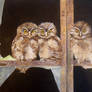 Owls in the window