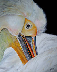 Pelican close-up