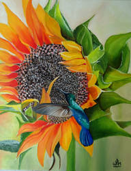 Sunflower and hummingbird