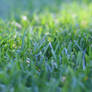 Just Grass