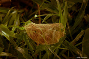 decaying leaves II