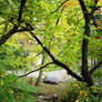 Autumn trees