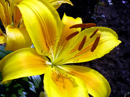 Yellow Lily