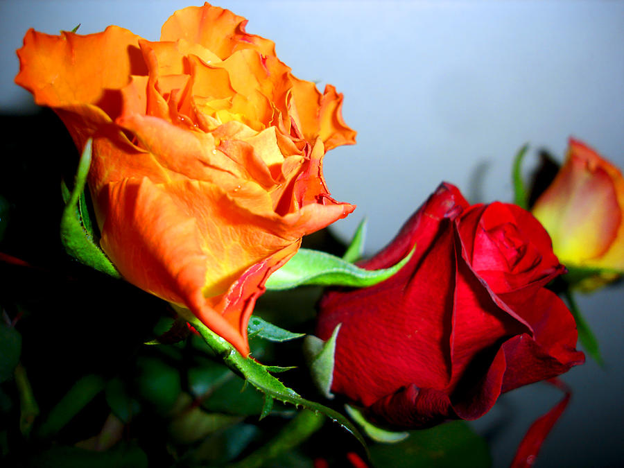 Fiery colours roses