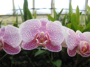 Three Pink Flowers