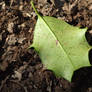 Lonely Leaf