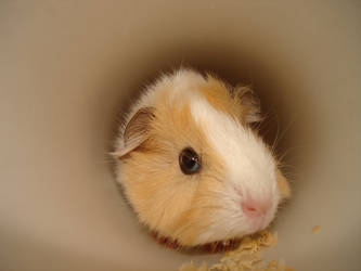 Guinea Pig - Give her a name