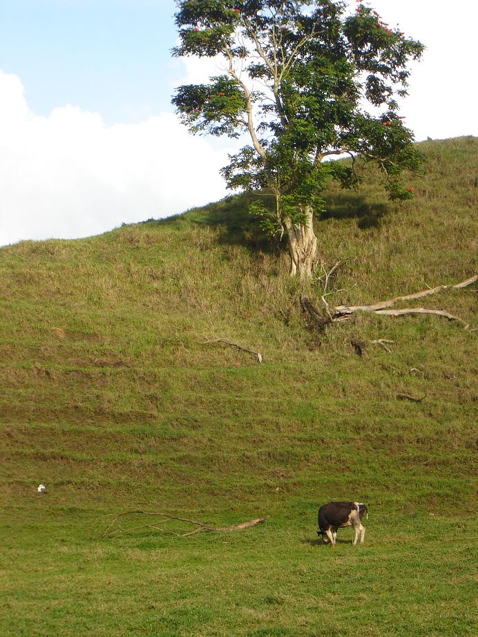 Cow and tree