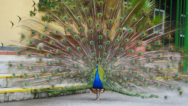 Peacock