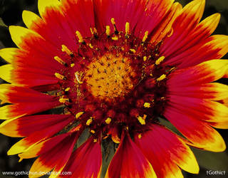 Gaillardia