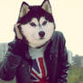 love husky