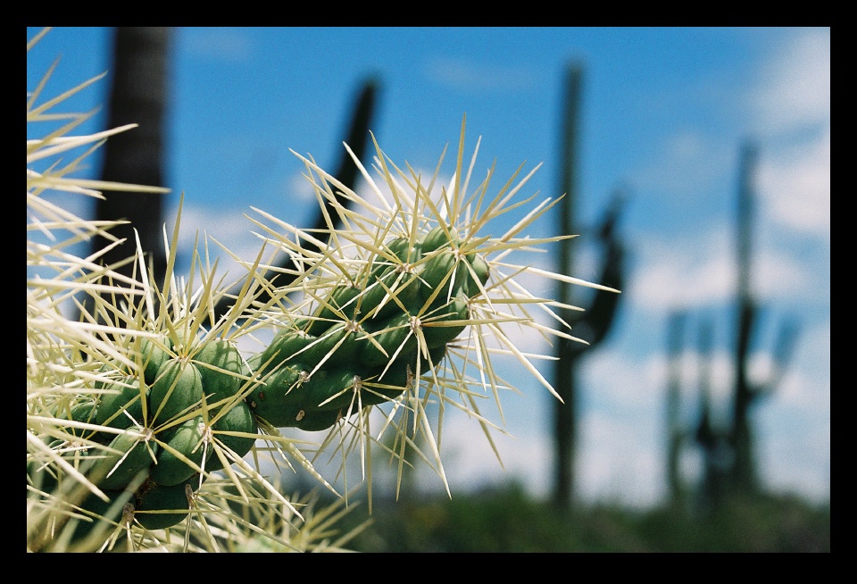 cacti