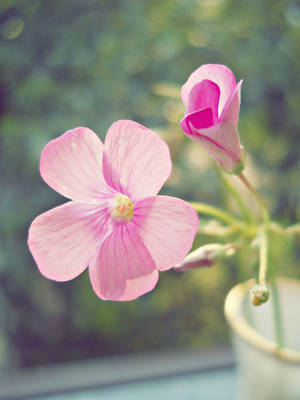 S M I LE by BlueAnomiS