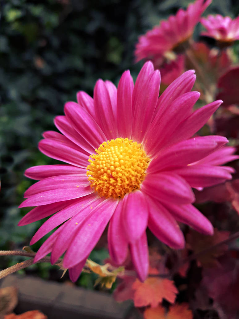 The Earth Laughs In Flowers by BlueAnomiS on DeviantArt