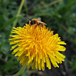 Dance Among The Dandelions