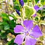 A Soft Star Rooted in Earth