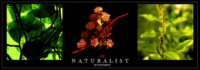 naturalist