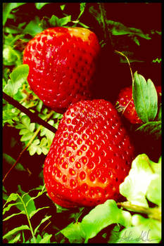 Strawberries 04
