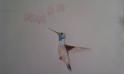 WIP Hummingbird 2