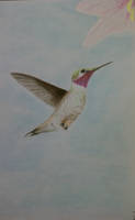 Sandi's Hummingbird