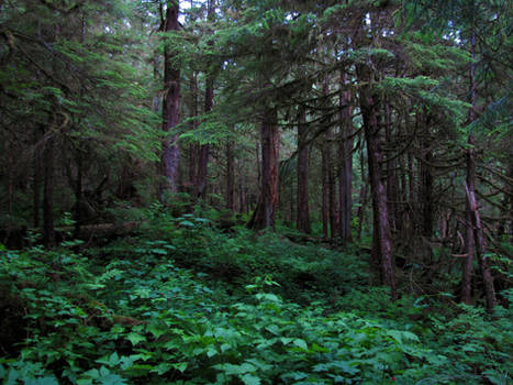 Tongass National Forest 7