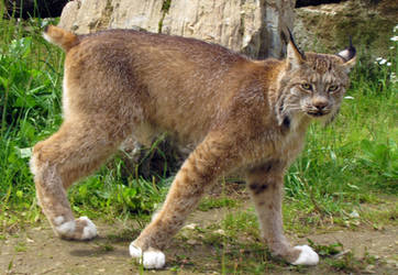 Canada Lynx 2