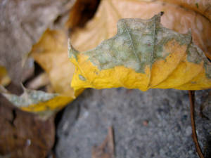 crunchy leaves