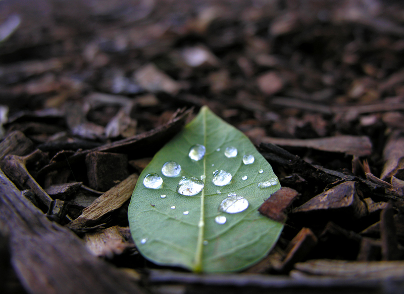 the day when the rain came