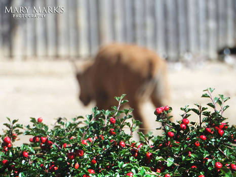 Young Buffalo