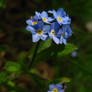 Forget me not 1