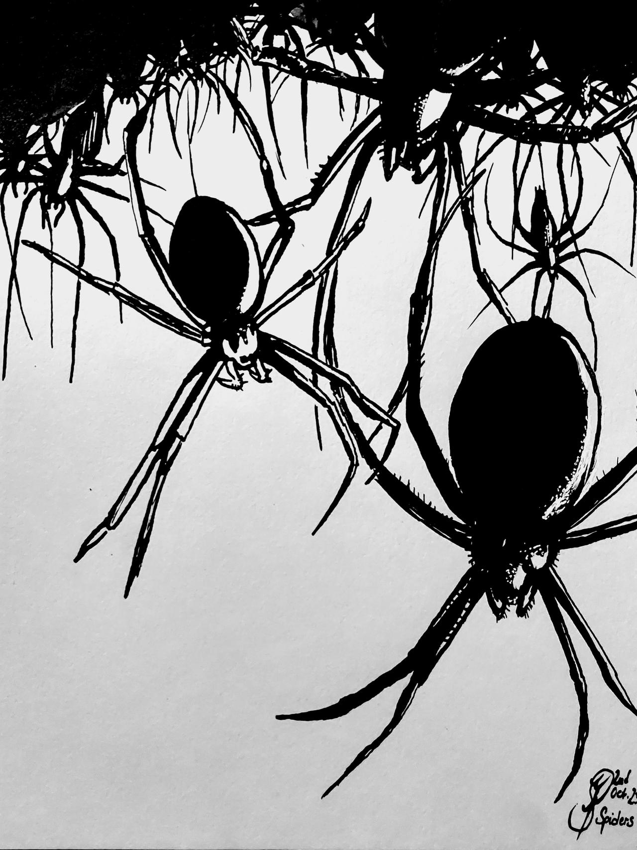 Spider Insect Deviantart Spiders // day 2 // inktober23 by tegenaria on DeviantArt