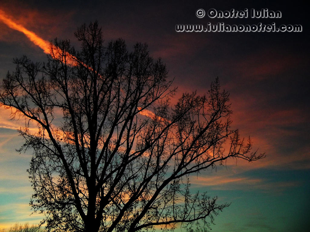 Tree by Revolt666