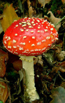 Mushroom