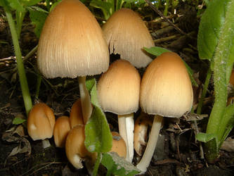 Forest Mushrooms