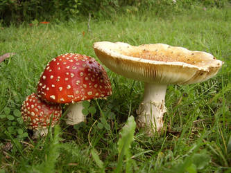 Fly Agaric