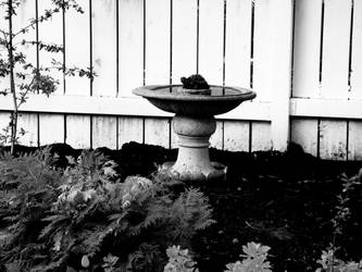 BirdBath