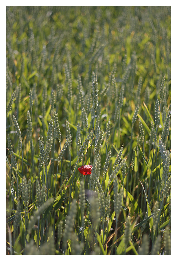 Poppy in a field