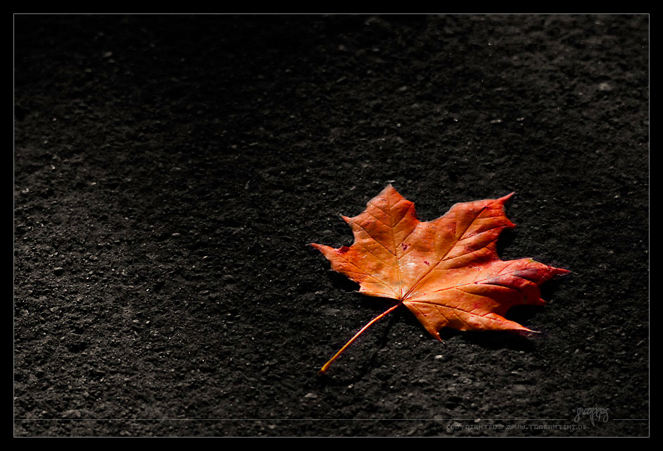 Maple leaf