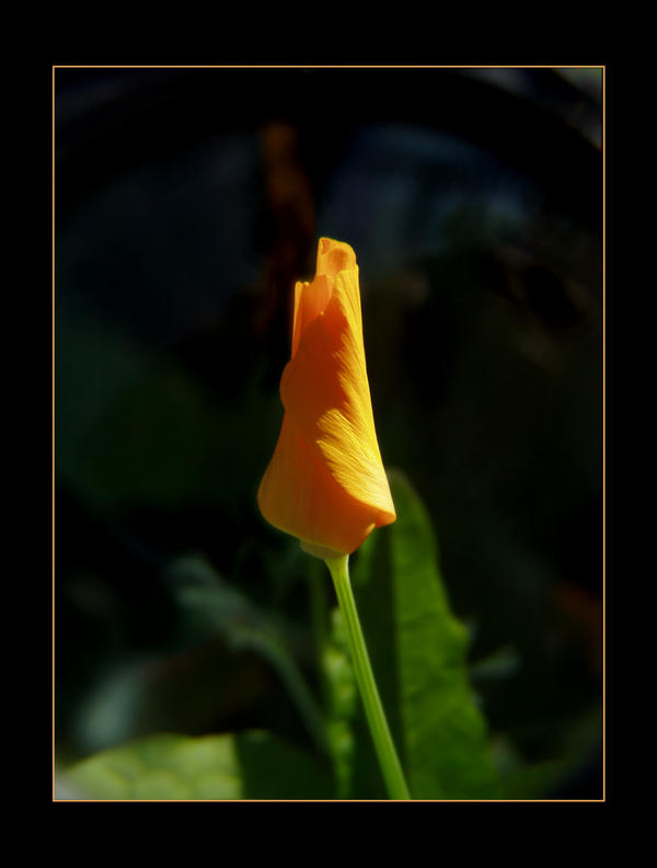 Orange flower