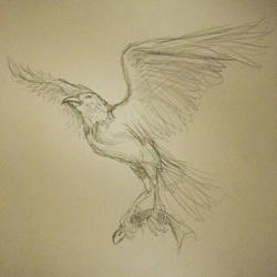 bird of prey sketch