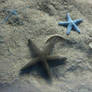 Starfish