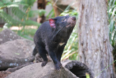 Tasmanian Devil