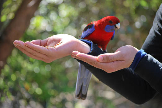 Crimson Rosella