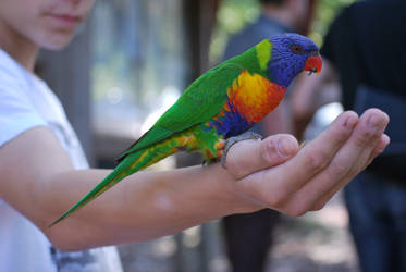 Rainbow Lorikeets