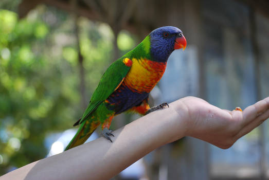 Rainbow Lorikeet